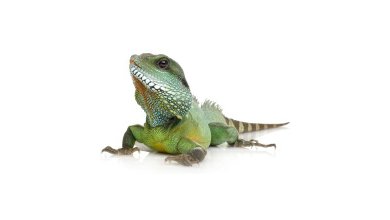 iStock_000004797379XXLarge.jpg