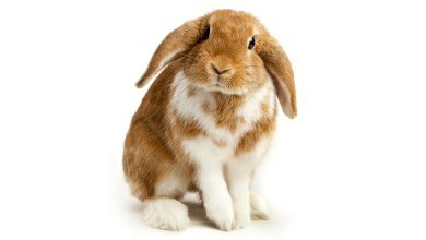 iStock_000010305345Medium králíček 1.jpg